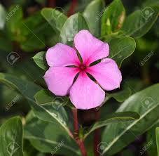 Pink Namaquanthus Flower Seeds for Planting | Heirloom Non-GMO Organic Garden Seeds | Vibrant Colors, 100pcs