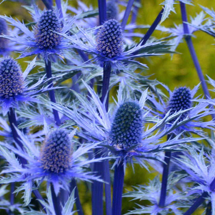 Sea Holly Alpine Blue Flower Seeds for Planting – Heirloom, Non-GMO, High Germination Organic Garden Seeds for Home Garden