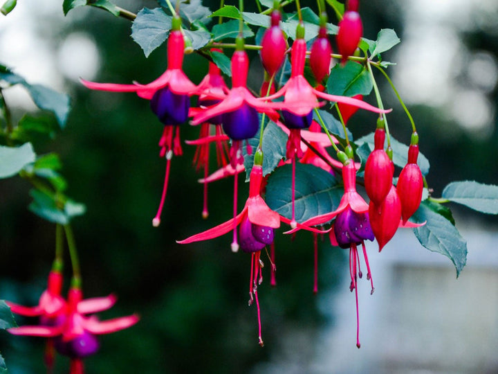 Fuchsia Flower Seeds for Planting Brown Green – Long Bloom Season, Heirloom, Non-GMO, High Germination Organic Garden Seeds