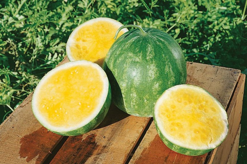 Gold in Gold Watermelon seeds for planting - Heirloom & Non-GMO juicy fruit garden seeds