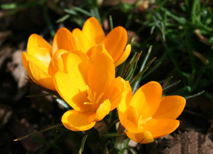 Orange Crocus Flower seeds for Planting – Vibrant Colors, Heirloom, Non-GMO Seeds for Home Garden
