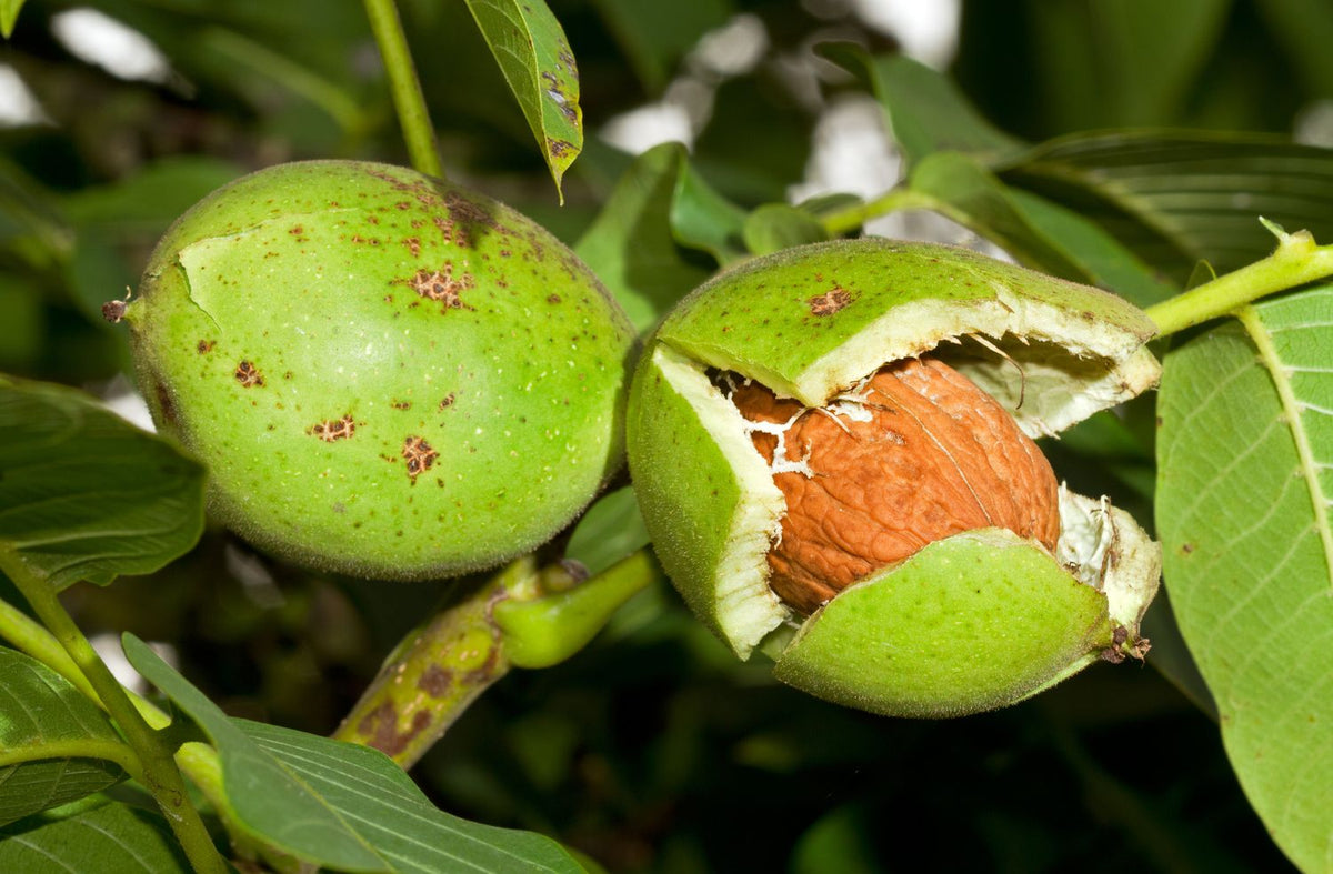 Green Walnut fruit seeds for planting – Heirloom & Non-GMO garden seeds, hardy nut trees for healthy harvests
