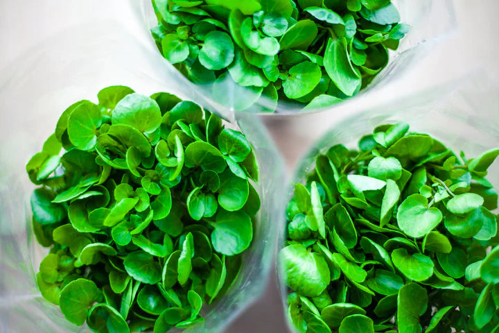 Cress Plant Seeds for Planting – Heirloom, Non-GMO Fast-Growing Herb for Garden & Kitchen