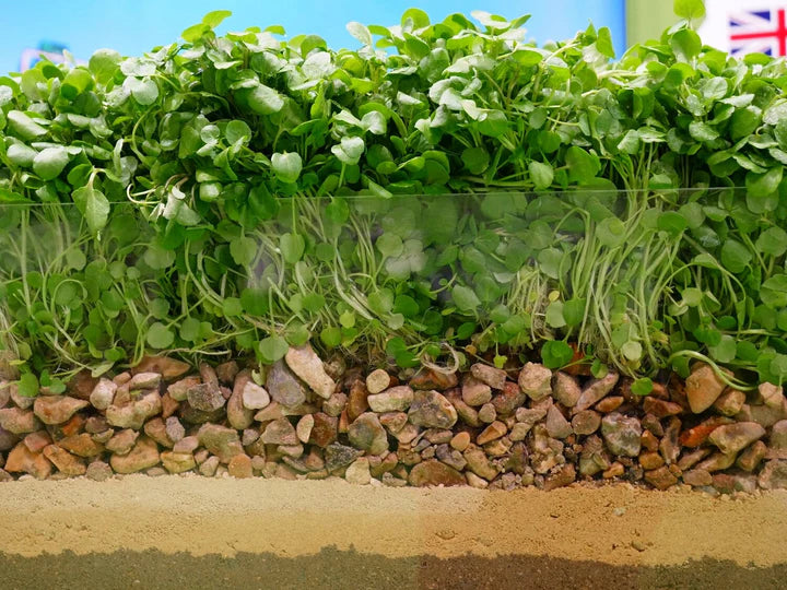 Cress Plant Seeds for Planting – Heirloom, Non-GMO Fast-Growing Herb for Garden & Kitchen