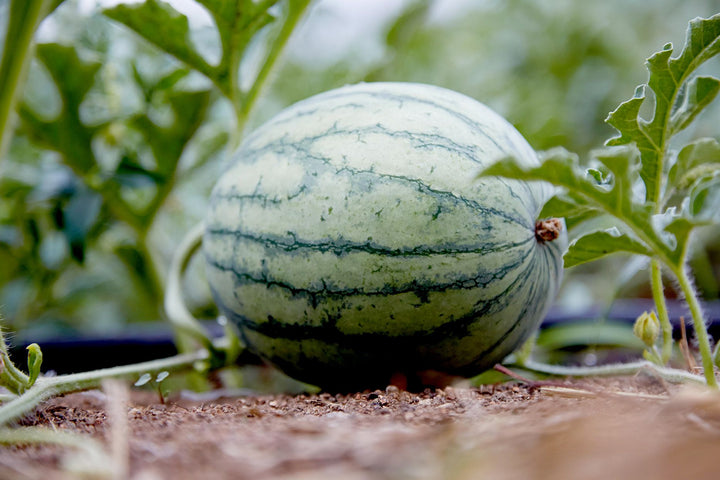 Watermelon seeds for planting - Heirloom & Non-GMO juicy fruit garden seeds