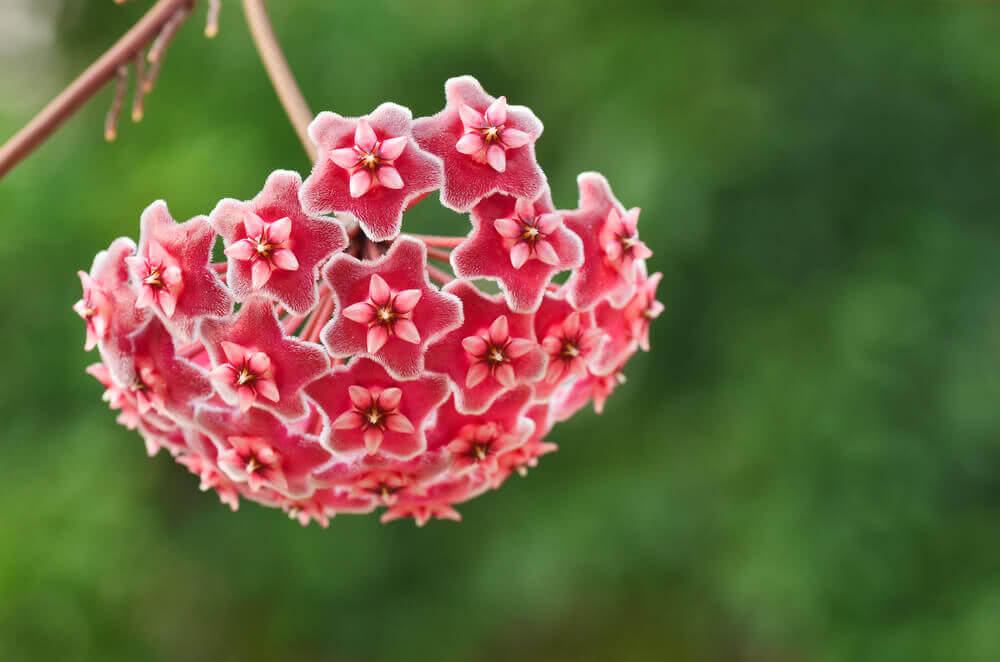Hoya Flower Seeds for Planting – Heirloom Non-GMO, High Germination Organic Garden Seeds