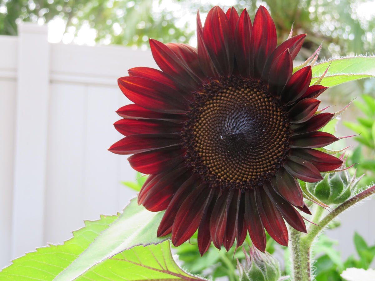 Dark Red Sunflower Seeds for Planting, Heirloom Non-GMO, High Germination Organic Garden Seeds