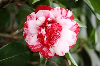 White Red Camellia Flower Seeds for Planting – Heirloom, Non-GMO, High Germination