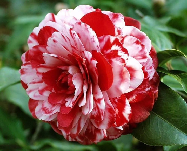 White Red Camellia Flower Seeds for Planting – Heirloom, Non-GMO, High Germination