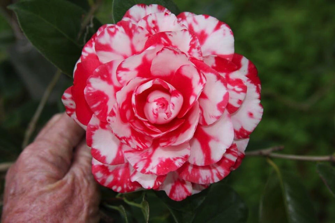 White Red Camellia Flower Seeds for Planting – Heirloom, Non-GMO, High Germination