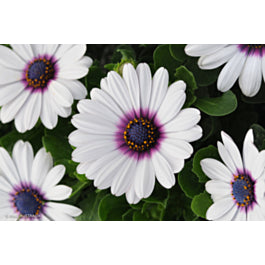 White Purple Omeris Flower Seeds for Planting – Heirloom Non-GMO, High Germination Organic Garden Seeds