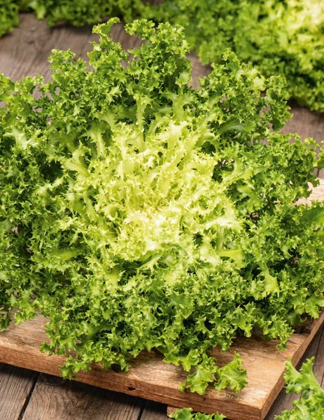 Curly Frisee Endive Lettuce Seeds for Planting – Heirloom, Non-GMO, Leafy Vegetable Garden Seeds – High Germination
