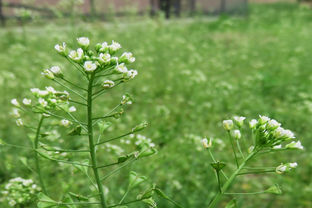 Green Shepherd's Purse Seeds for Planting – Heirloom & Non-GMO Herb Seeds for Medicinal Garden Edges