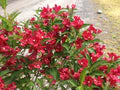 Weigela Flower Seeds for Planting – Drought Tolerant, Heirloom, Non-GMO, High Germination Organic Garden Seeds