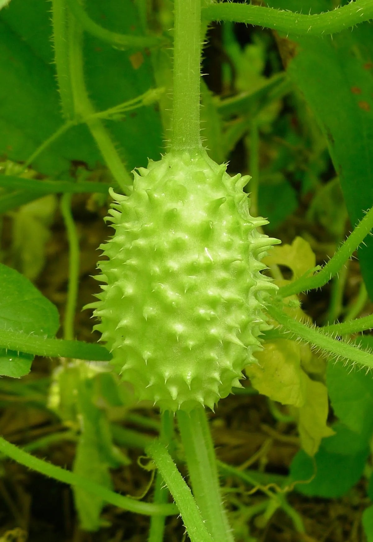 Green Cucumis Anguria Vegetable Seeds for Planting – Heirloom & Non-GMO Garden Seeds
