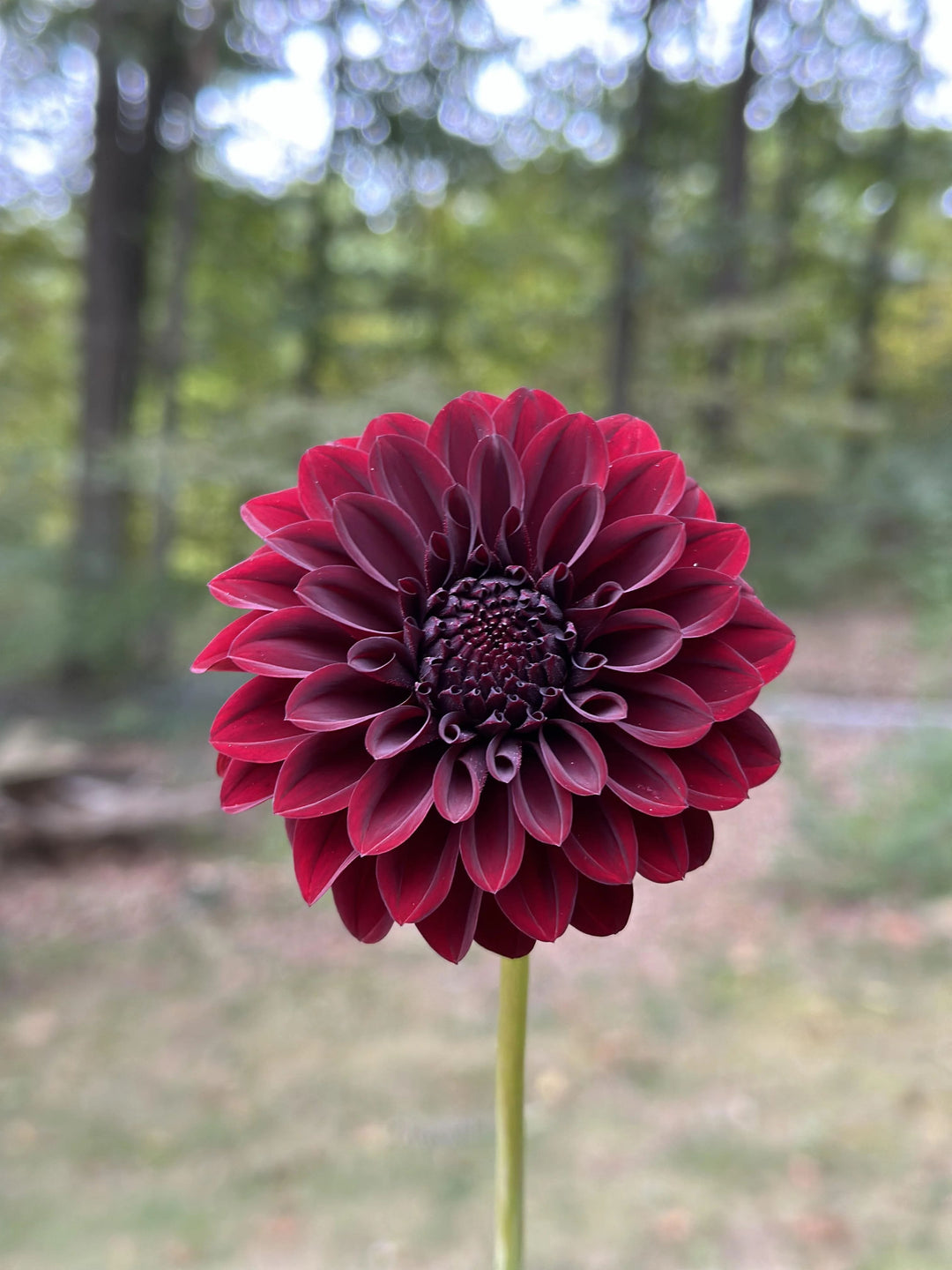 Dark Red Dahlia Flower Seeds for Planting – Heirloom Non-GMO High Germination Organic Garden Seeds