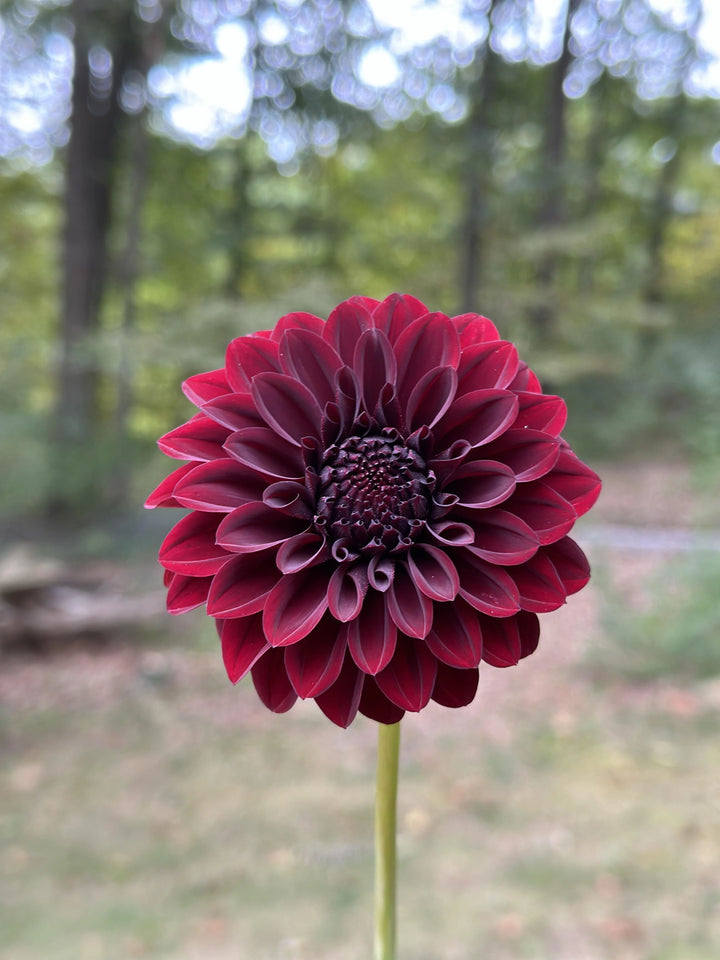 Dark Red Dahlia Flower Seeds for Planting – Heirloom Non-GMO High Germination Organic Garden Seeds