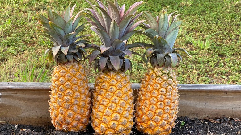 Hilo Pineapple Fruit Seeds for Planting – Heirloom & Non-GMO Garden seeds, tropical sweetness for home gardens