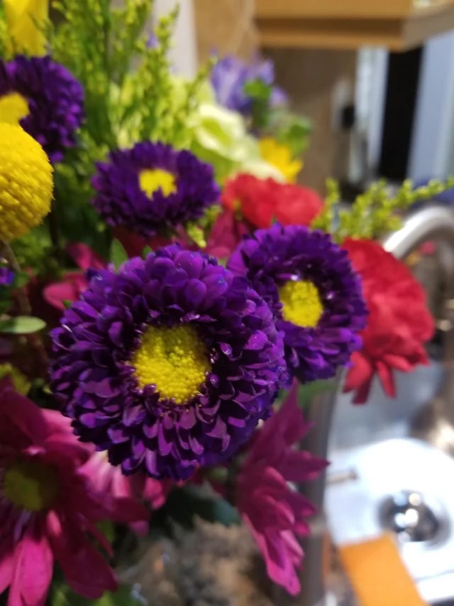 Dark Violet China Aster Flower Seeds for Planting – Heirloom, Non-GMO, High Germination