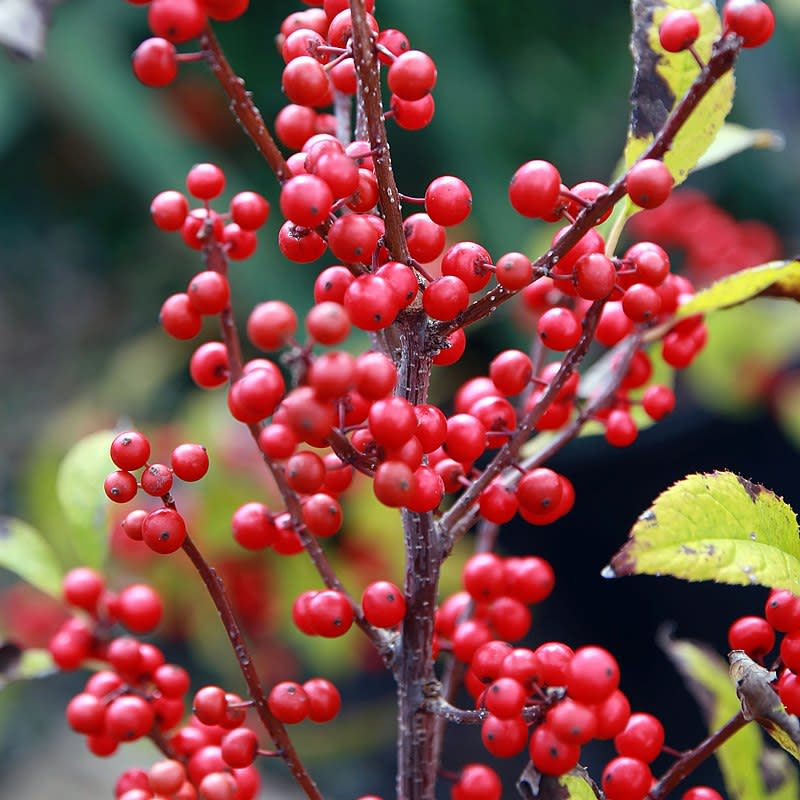 Decorative Winterberry fruit seeds for planting - Heirloom & Non-GMO Garden seeds, ideal for festive gardens