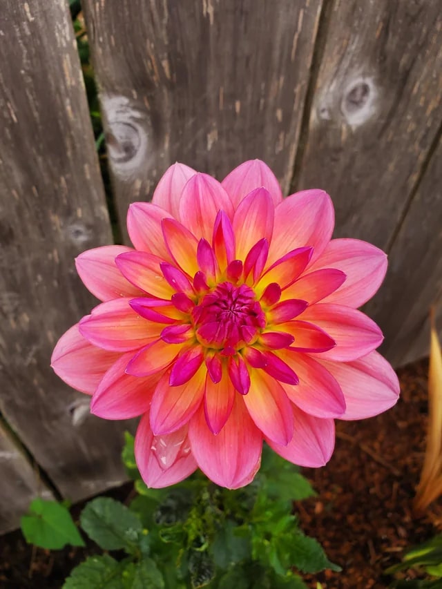 Pink Mix Dahlia Flower Seeds for Planting – Heirloom, Non-GMO, High Germination Organic Garden Seeds