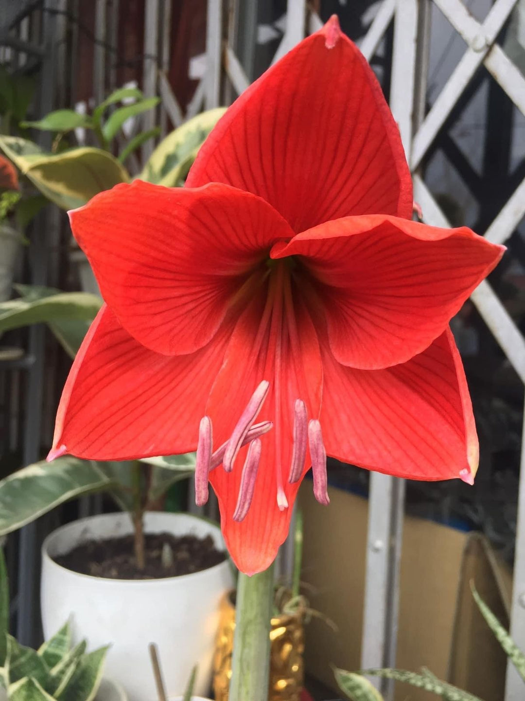 Red Amaryllis Flower Seeds for Planting – Heirloom, Non-GMO, High Germination Organic Garden Seeds