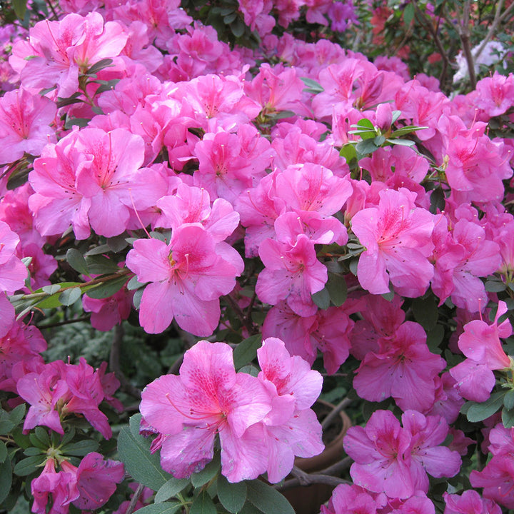 Pink Azalea Flower Seeds – Heirloom, Non-GMO, High Germination Organic Garden Seeds for Planting