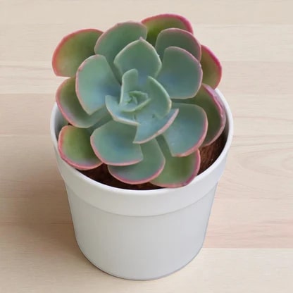 Sky Blue Green Succulent Flower Seeds for Planting – Heirloom, Non-GMO, Cut Flower Favorite, High Germination