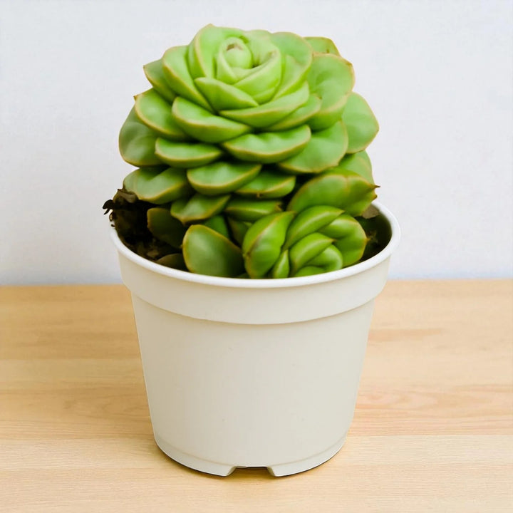 Green Succulent Flower Seeds for Planting – Shade Tolerant, Heirloom & Non-GMO Seeds for Home Garden
