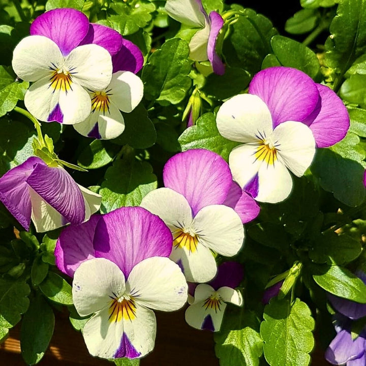 Purple White Viola Flower Seeds for Planting – Heirloom Non-GMO, High Germination Organic Garden Seeds