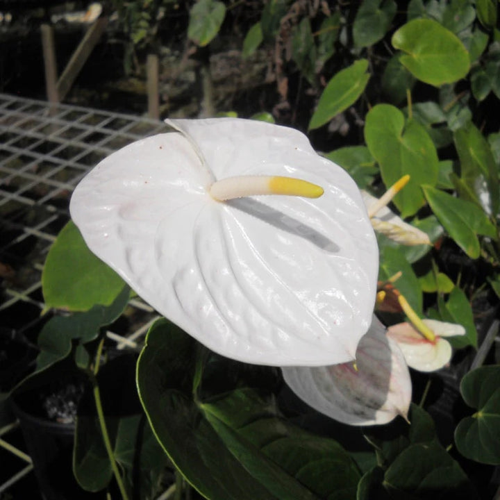 White Anthurium Flower seeds for Planting – Shade Tolerant Heirloom Non-GMO Seeds for Home Garden