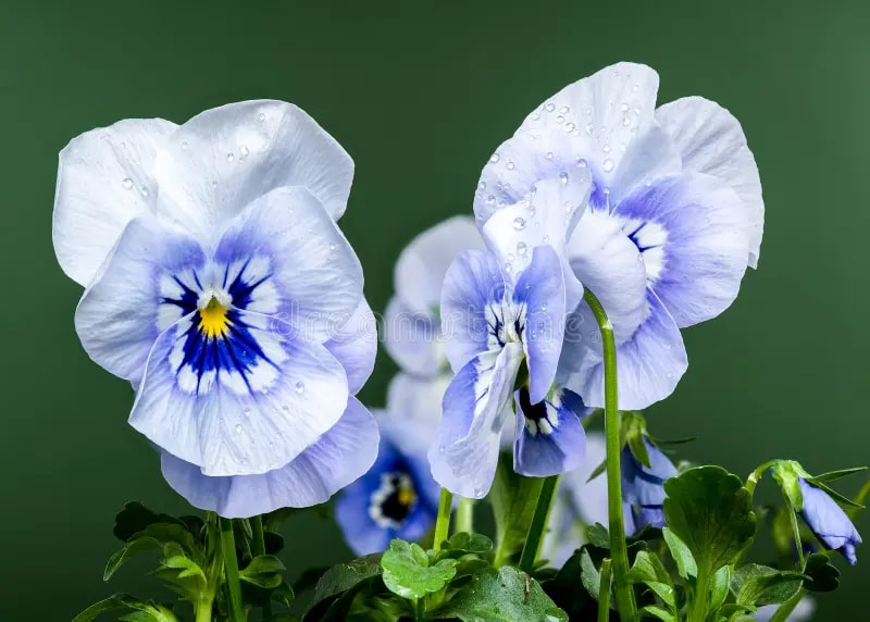 White Dark Blue Pansy Flower Seeds for Planting – Heirloom, Non-GMO, High Germination Cut Flower Favorite