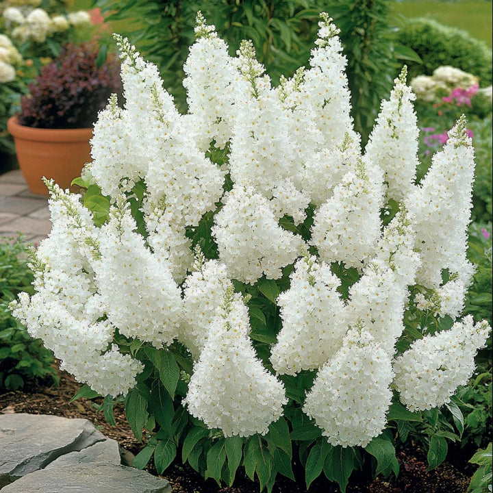 White Buddleja Flower Seeds for Planting – Heirloom, Non-GMO, High Germination Organic Garden Seeds
