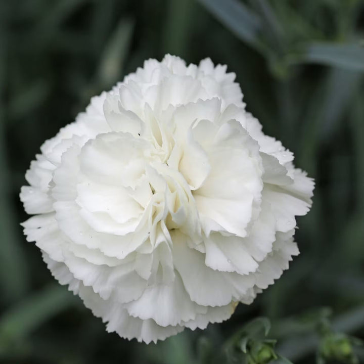 Carnation Flower Seeds for Planting White – Heirloom, Non-GMO, High Germination Organic Garden Seeds for Home Garden