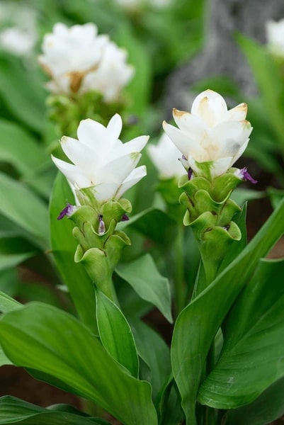 White Alismatifolia Flower Seeds for Planting | Heirloom Non-GMO High Germination Organic Garden Seeds