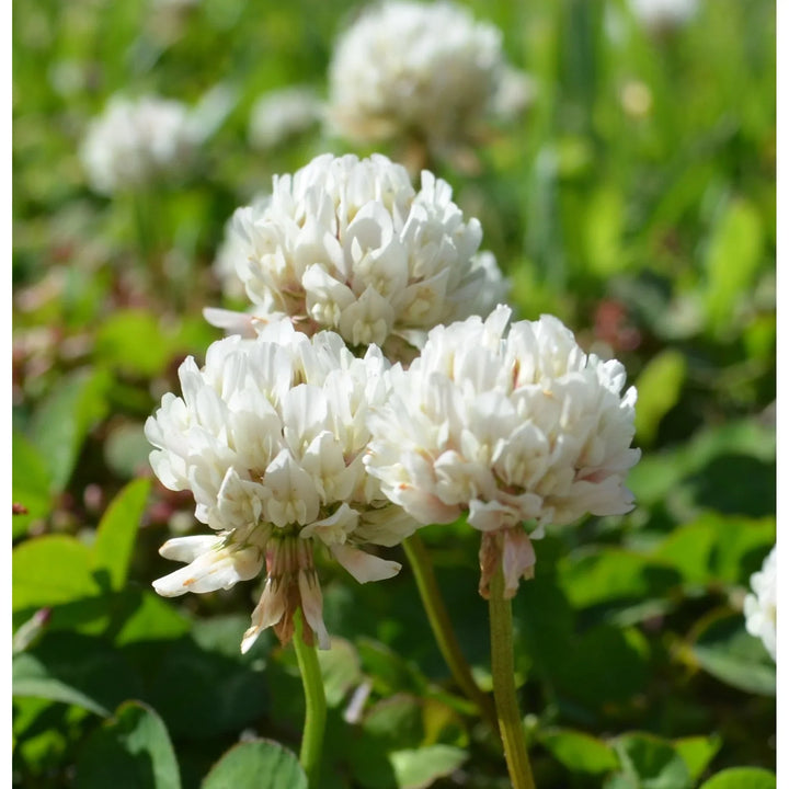 Flower Seeds, Seeds,Seeds For Planting,Plant Seeds