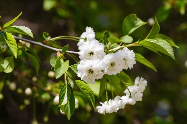 White Cerasus Perennial Flower Seeds for Planting – Heirloom, Non-GMO, Drought-Tolerant Garden Seeds