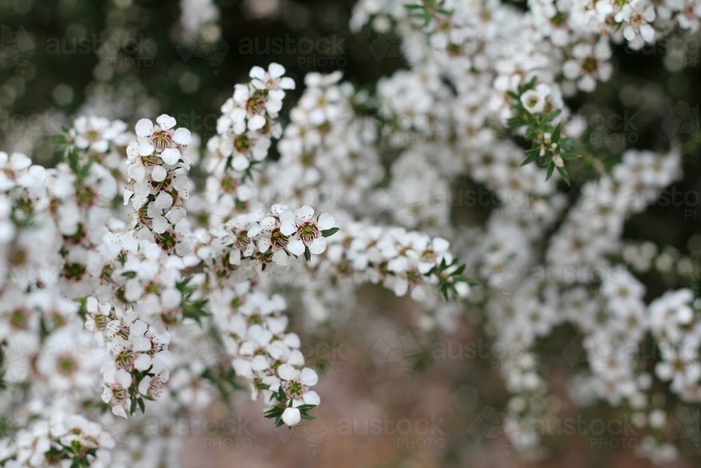 Leptospermum Flower Seeds for Planting – Heirloom Non-GMO Seeds for Home Garden, High Germination