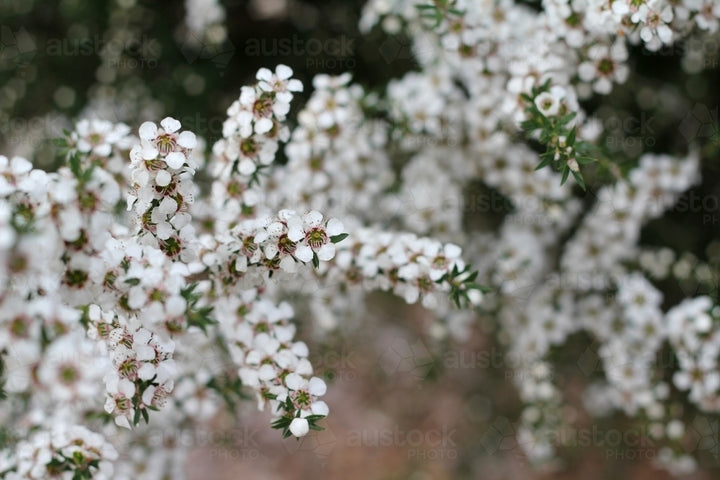 Leptospermum Flower Seeds for Planting – Heirloom Non-GMO Seeds for Home Garden, High Germination