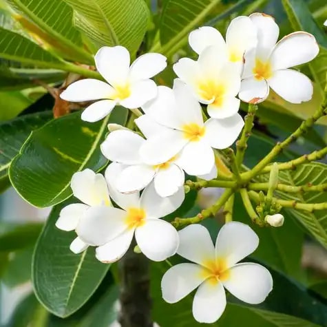 Champa Flower Seeds for Planting – Fragrant Blossoms, Heirloom, Non-GMO, High Germination Seeds