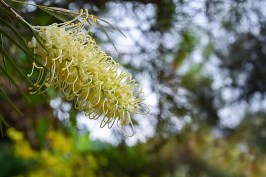 White Grevillea Robusta Flower Seeds – Heirloom, Non-GMO, High Germination Seeds for Planting Home Garden