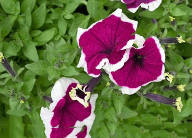 Burgundy White Petunia Flower Seeds for Planting – Heirloom, Non-GMO, High Germination Organic Garden Seeds