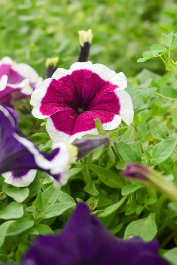 Burgundy White Petunia Flower Seeds for Planting – Heirloom, Non-GMO, High Germination Organic Garden Seeds