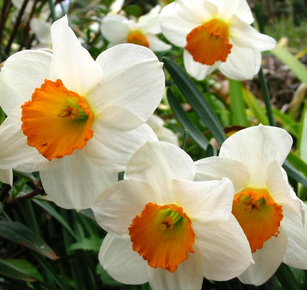 Orange White Daffodils Flower Seeds for Planting | Heirloom Non-GMO High Germination