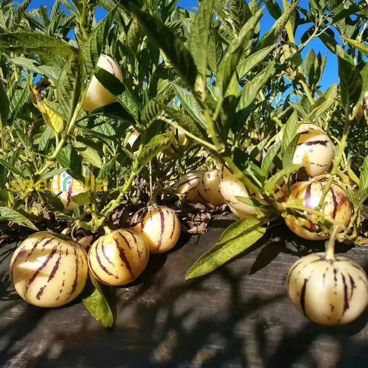 White Purple Pepino Seeds for Planting – Heirloom Non-GMO Exotic Fruit Vegetable Seeds with High Germination