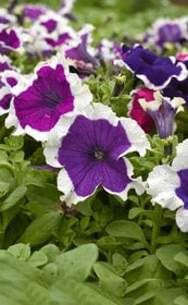White Purple Petunia Flower Seeds for Planting – Heirloom Non-GMO Organic Garden Seeds