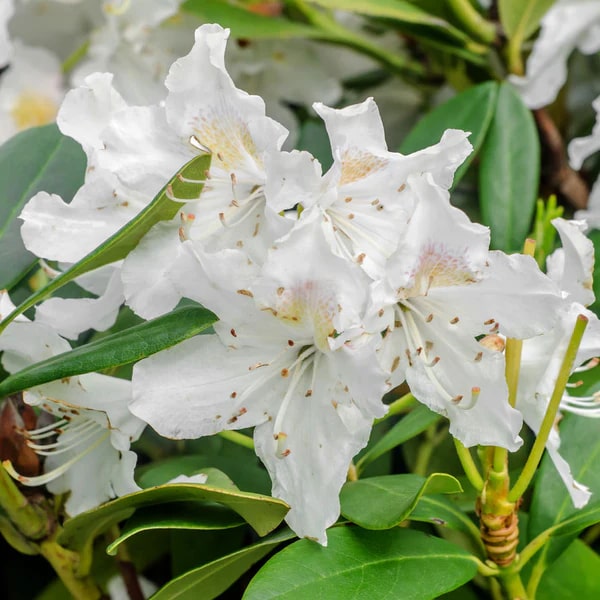 White Rhododendron Flower Seeds for Planting – Heirloom, Non-GMO, High Germination