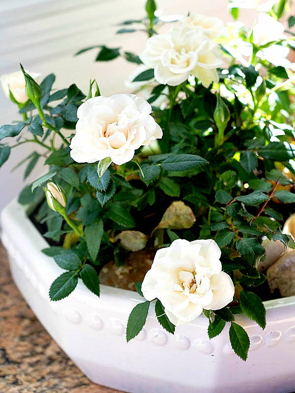 White Miniature Rose Flower Seeds for Planting – Shade Tolerant, Heirloom, Non-GMO, High Germination Organic Garden Seeds