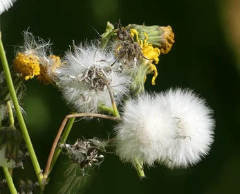 Poof Flower Seeds for Planting – Heirloom Non-GMO Seeds, High Germination Organic Garden Seeds