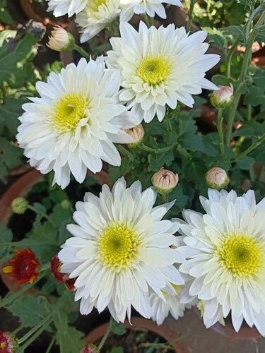 White Chrysanthemum Flower Seeds for Planting – Heirloom Non-GMO, High Germination Organic Garden Seeds
